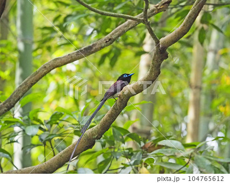長い尾羽で青いアイリングと嘴の美しい鳥サンコウチョウ 104765612