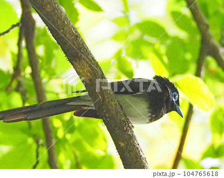 長い尾羽で青いアイリングと嘴の美しい鳥サンコウチョウ 104765618