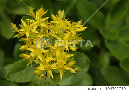 自然 植物 キリンソウ、ベンケイソウ科の多年草。茎先に三出の集散花序、葉は肉厚で鋸歯があります 自然 植物 キリンソウ、ベンケイソウ科の多年草。茎先に三出の集散花序、葉は肉厚で鋸歯があります 104765750