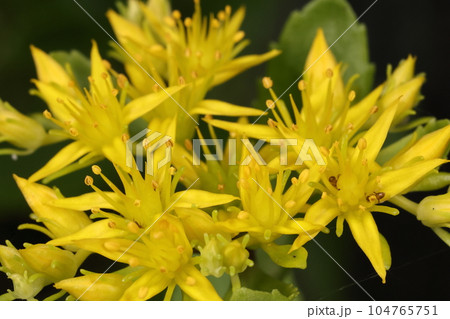 自然 植物 キリンソウ、ベンケイソウ科の多年草。一つひとつの花はコモチマンネングサにそっくり 自然 植物 キリンソウ、ベンケイソウ科の多年草。一つひとつの花はコモチマンネングサにそっくり 104765751