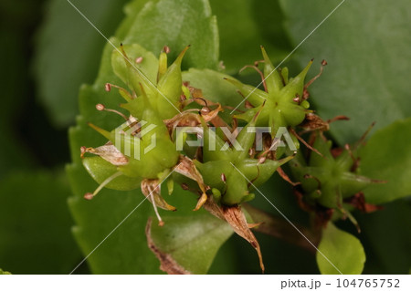 自然 植物 キリンソウ、七月の若い果実。果実は袋果、熟すと自然に割れるそうです 自然 植物 キリンソウ、七月の若い果実。果実は袋果、熟すと自然に割れるそうです 104765752