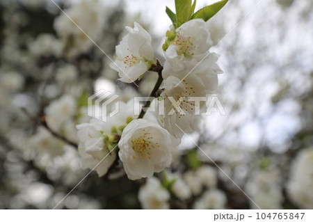 白い花ももの花 104765847