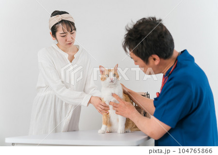 動物病院で獣医師に診察を受ける猫と飼い主のアジア人女性（ペット・エリザベスカラー） 104765866