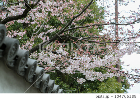 冷泉家の桜 104766389