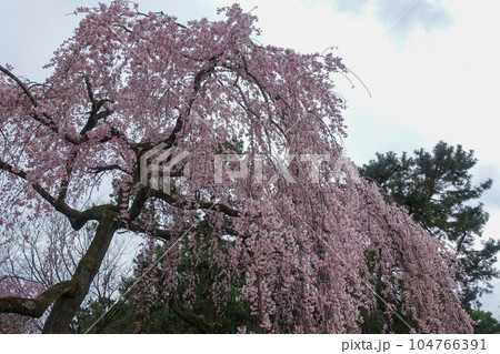 枝垂れ桜 104766391