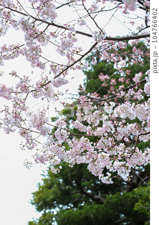 冷泉家の桜 冷泉家の桜 104766402