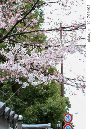 冷泉家の桜 冷泉家の桜 104766403