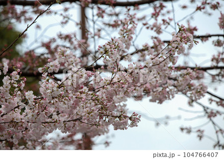 冷泉家の桜 冷泉家の桜 104766407