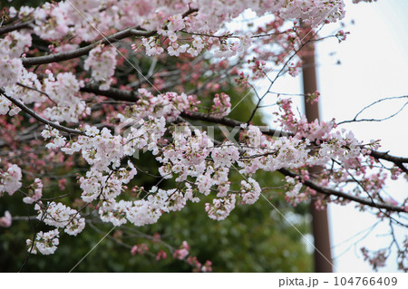 冷泉家の桜 104766409