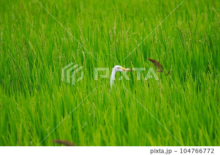 田にいる白鷺 田にいる白鷺 104766772