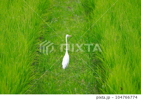 田にいる白鷺 104766774