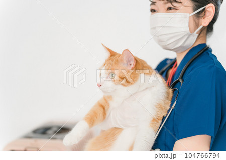 猫を抱く動物病院の日本人の女性獣医師 猫を抱く動物病院の日本人の女性獣医師 104766794