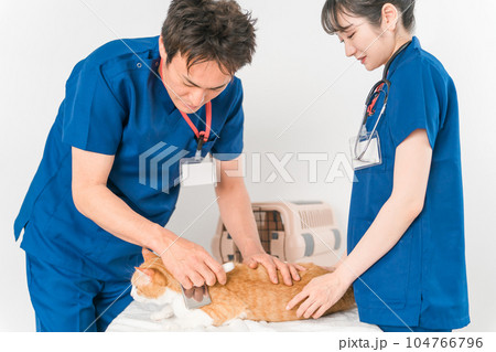 動物病院で猫をブラッシングする獣医師 動物病院で猫をブラッシングする獣医師 104766796