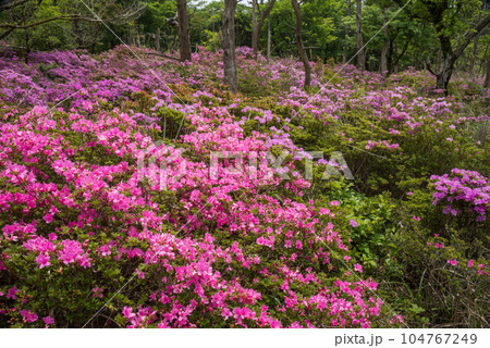 鹿ヶ原のミヤマキリシマの花々 鹿ヶ原のミヤマキリシマの花々 104767249