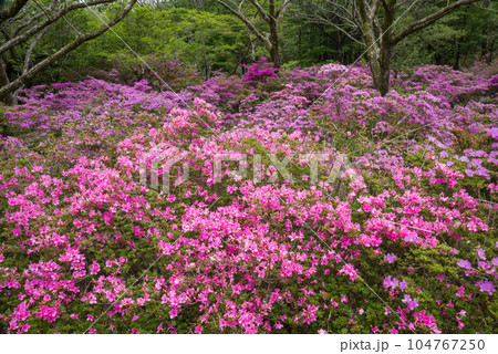 鹿ヶ原のミヤマキリシマの花々 鹿ヶ原のミヤマキリシマの花々 104767250