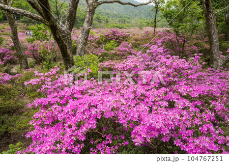 鹿ヶ原のミヤマキリシマの花々 104767251