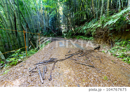 Bamboo forest in summer, Kanazawa, Japan. 104767675