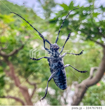 kamikiri mushi, or longhorn beetle, on window. Kanazawa, Japan. 104767691