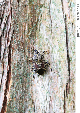 木に止まるキマダラカメムシ 木に止まるキマダラカメムシ 104767744