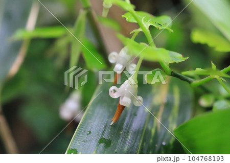 アクシバの花 アクシバの花 104768193
