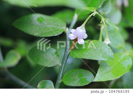 アクシバの花 アクシバの花 104768195