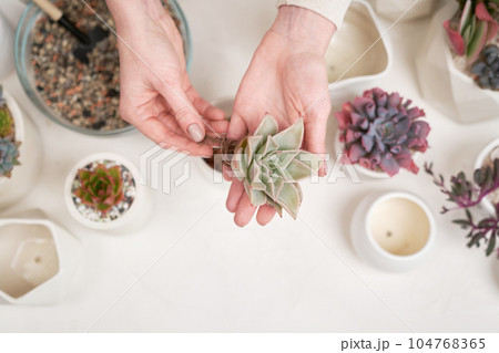 Woman preparing Echeveria Succulent rooted cutting for transplantation in a pot 104768365