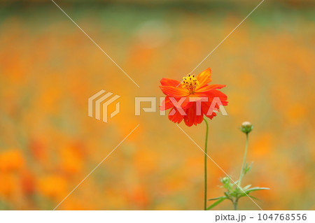 お花畑に咲く一輪のオレンジ色の花 お花畑に咲く一輪のオレンジ色の花 104768556