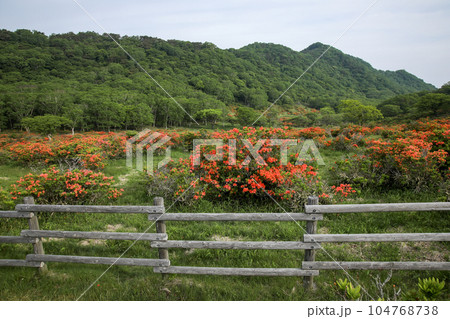 白樺牧場 白樺牧場 104768738