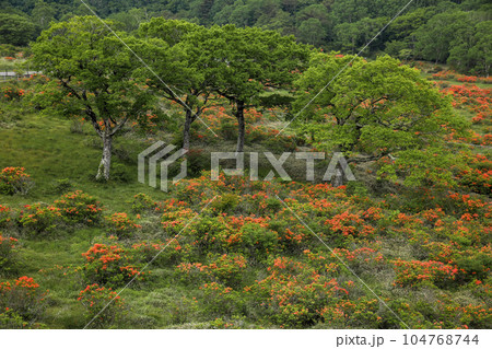 白樺牧場 白樺牧場 104768744