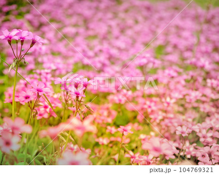 群生したピンク色の外来種のカタバミの花 群生したピンク色の外来種のカタバミの花 104769321