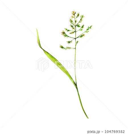 Meadow bluegrass hand-drawn. Watercolor floral illustration of delicate grass isolated on white background. Field wildflower naturally painted for textile ptints, logo, postcards, design, encyclopedia Meadow bluegrass hand-drawn. Watercolor floral illustration of delicate grass isolated on white background. Field wildflower naturally painted for textile ptints, logo, postcards, design, encyclopedia 104769382