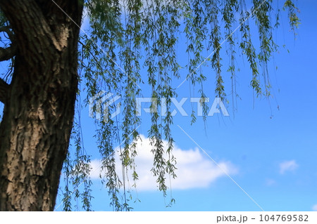 柳の木 104769582