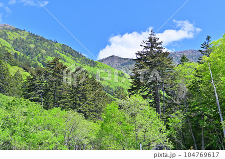 群馬県 片品村 菅沼付近の初夏 新緑の山並み 国道120号線 群馬県 片品村 菅沼付近の初夏 新緑の山並み 国道120号線 104769617