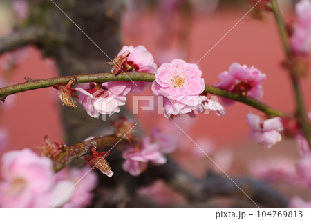 枝垂れの梅の花④ 104769813