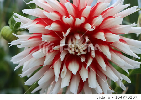 赤と白のコントラストがバランスの良いダリアの花 赤と白のコントラストがバランスの良いダリアの花 104770207
