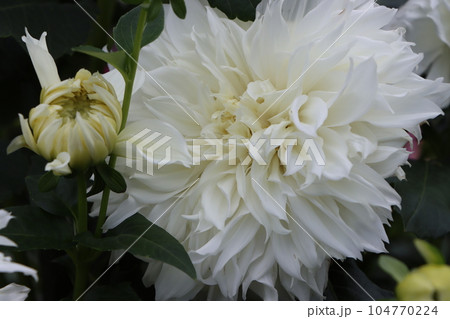 華麗・栄華の花言葉を持つダリアの花ー十二 104770224