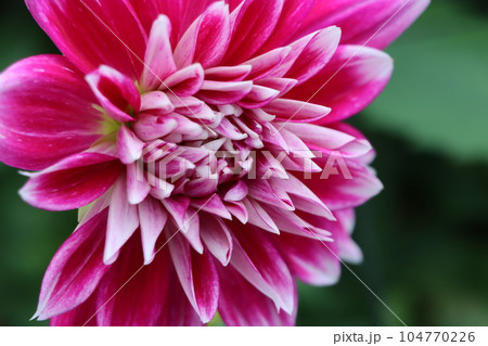 華麗・栄華の花言葉を持つダリアの花ー十 104770226