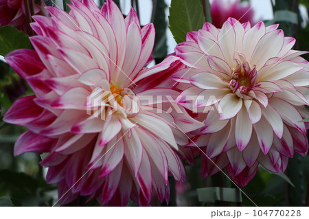華麗・栄華の花言葉を持つダリアの花ー八 104770228