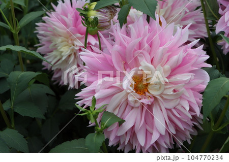 華麗・栄華の花言葉を持つダリアの花ー参 104770234