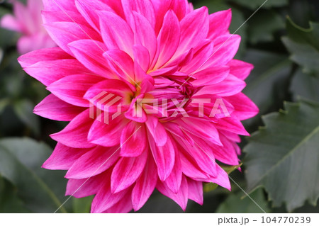 江戸時代末期に日本に伝来したダリアの花-十六 104770239