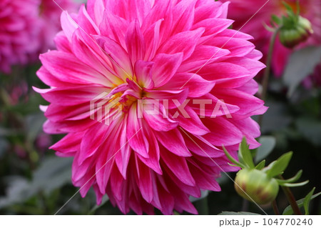 江戸時代末期に日本に伝来したダリアの花ー十五 104770240