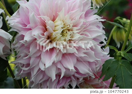 江戸時代末期に日本に伝来したダリアの花ー十二 104770243