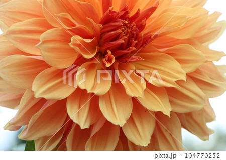 江戸時代末期に日本に伝来したダリアの花ー参 江戸時代末期に日本に伝来したダリアの花ー参 104770252