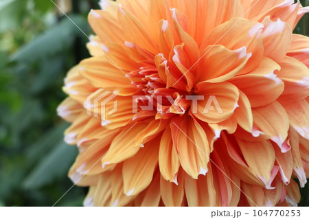 江戸時代末期に日本に伝来したダリアの花ー弐 江戸時代末期に日本に伝来したダリアの花ー弐 104770253