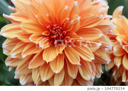 江戸時代末期に日本に伝来したダリアの花ー壱 104770254