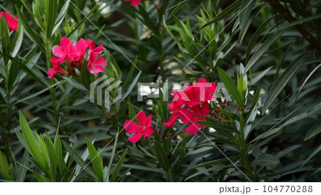 Red Nerium Oleander blooming. 104770288
