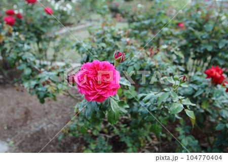 荒尾市 おもやい市民花壇 バラの花、 荒尾市 おもやい市民花壇 バラの花、 104770404