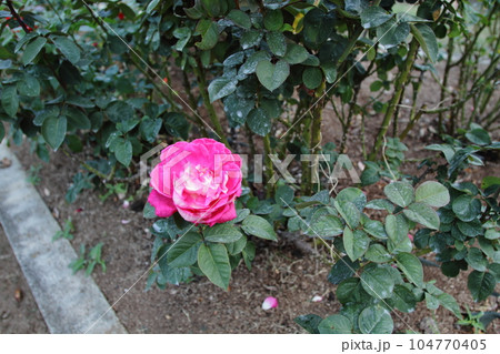 荒尾市　おもやい市民花壇　バラの花、 104770405
