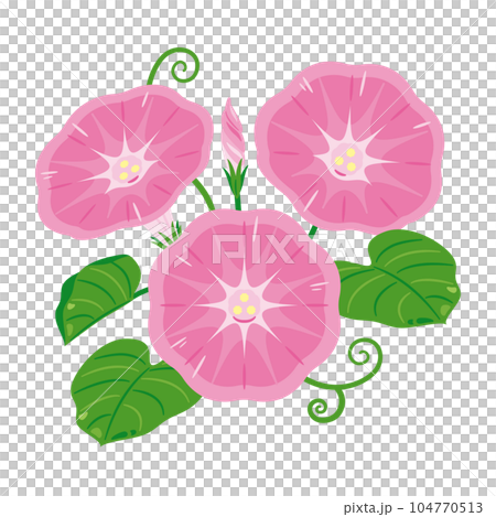 pink morning glory 104770513