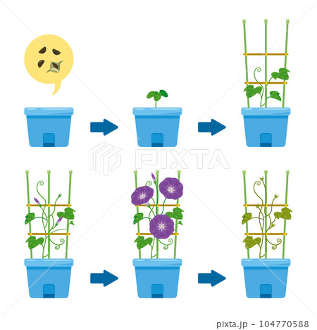 朝顔の成長過程 朝顔の成長過程 104770588